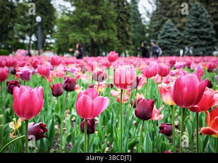 Montreal, Quebec, Canada. 19 maggio 2025. Con l'arrivo di maggio a Montreal, i tulipani possono essere visti in molte parti della città. Ogni anno, vari tipi di tulipani sono esposti di fronte a uno dei parchi più grandi della città, il Giardino Botanico. (Credit Image: © Serkan Senturk/ZUMA Press Wire) SOLO PER USO EDITORIALE! Non per USO commerciale! Foto Stock
