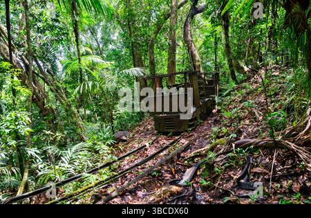 Una vecchia locomotiva arrugginita si trova abbandonata e parzialmente recuperata dalla fitta giungla tropicale a Palau, sull'isola di Babeldaob, circondata da felci, palme e terreno umido della foresta in un ambiente umido e remoto Foto Stock