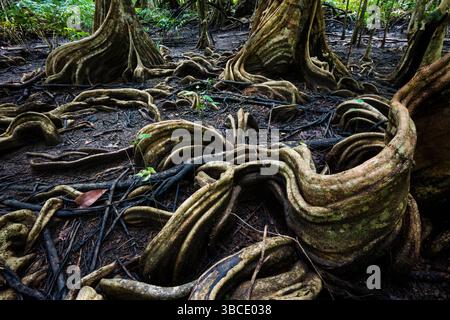 Formazioni di radici artistiche nella foresta di mangrovie a Quebro, costa del Pacifico, provincia di Veraguas, Repubblica di Panama, America centrale. Foto Stock
