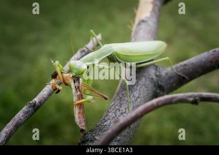Mantis religiosa mangia cavalletta. Foto macro, messa a fuoco selettiva. Foto Stock