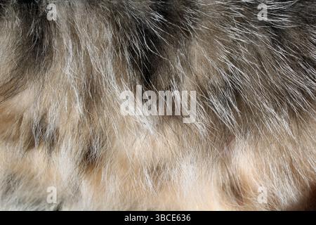 Primo piano su sfondo testurizzato di pelliccia di gatto grigia Foto Stock