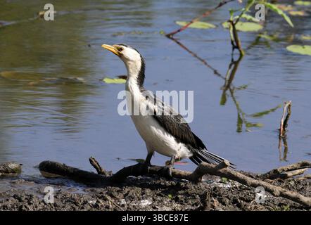 Piccolo cormorano pied seduto su un ramo d'albero accanto all'acqua Foto Stock