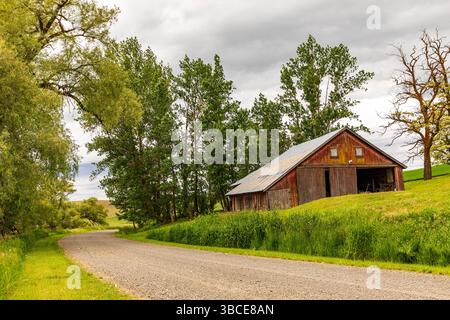 Stati Uniti, Idaho, regione di Palouse, Stati Uniti, Stato di Washington, Washington orientale, regione di Palouse. Colton. Campi di grano verde. Fienile o capannone in legno. Foto Stock