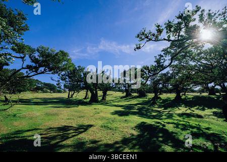 Gli antichi alberi di alloro gettano lunghe ombre su un vibrante prato verde sotto un cielo azzurro Foto Stock