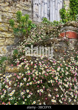 Fleabane Foto Stock