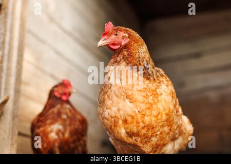 Ritratto di una gallina bruna all'interno di un rustico coop di legno, con un secondo pollo sfocato sullo sfondo. Foto Stock