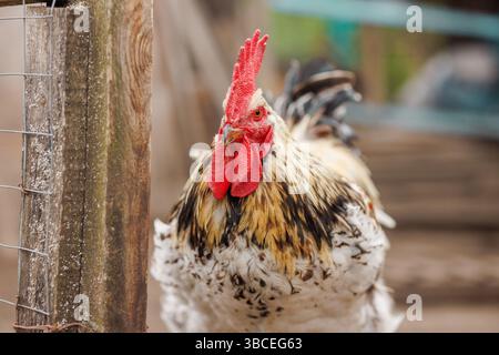 Gallo colorato con piume impressionanti in piedi vicino a una recinzione di legno in una fattoria rurale in piena luce naturale. Foto Stock