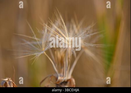 Delicato dente di leone illuminato dal caldo tramonto dorato. La luce naturale soffusa ne esalta la fragilità. Foto Stock