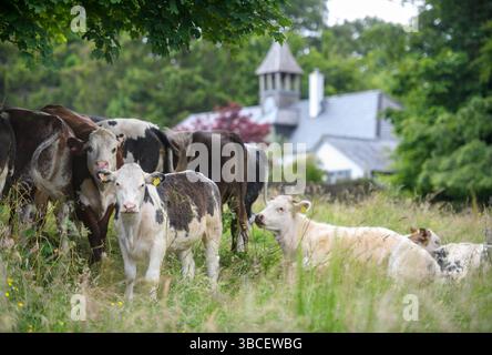 Bestiame di Minchinhampton Common, Gloucestershire Regno Unito. Foto Stock