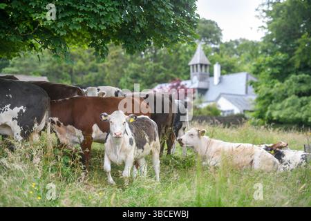 Bestiame di Minchinhampton Common, Gloucestershire Regno Unito. Foto Stock