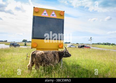 Cartello segnaletico per il bestiame a Minchinhampton Common, Gloucestershire Regno Unito. Foto Stock