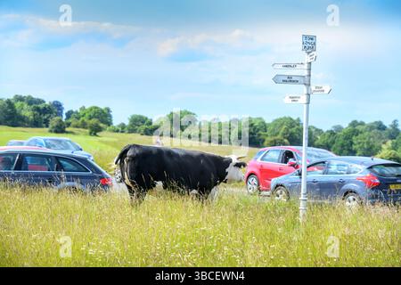 Bestiame e traffico al Tom Long's Post a Minchinhampton Common, Gloucestershire Regno Unito. Foto Stock