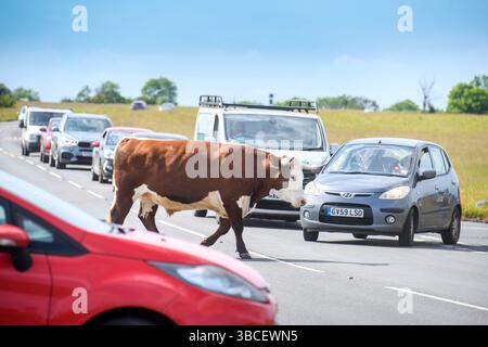 Bestiame e traffico al Tom Long's Post a Minchinhampton Common, Gloucestershire Regno Unito. Foto Stock