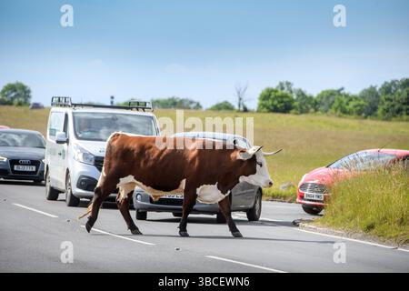 Bestiame e traffico al Tom Long's Post a Minchinhampton Common, Gloucestershire Regno Unito. Foto Stock