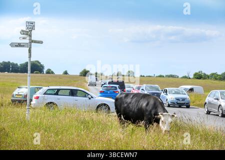 Bestiame e traffico al Tom Long's Post a Minchinhampton Common, Gloucestershire Regno Unito. Foto Stock
