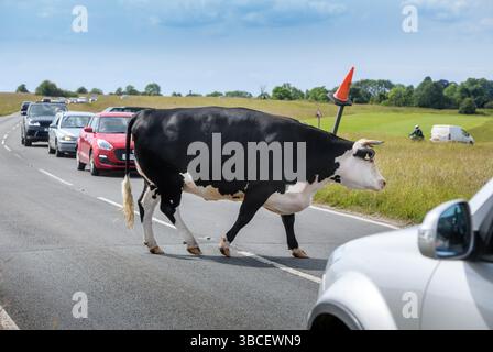 Bestiame e traffico al Tom Long's Post a Minchinhampton Common, Gloucestershire Regno Unito. Foto Stock