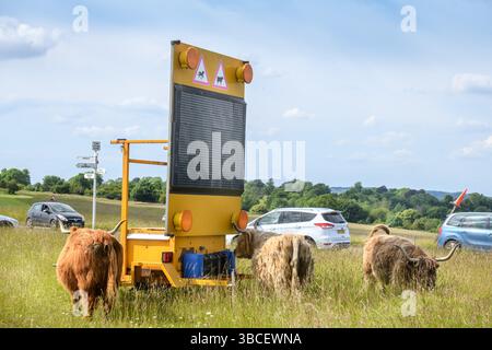 Bestiame e traffico al Tom Long's Post a Minchinhampton Common, Gloucestershire Regno Unito. Foto Stock