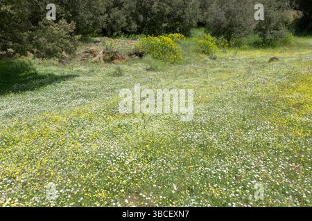 prato in fiore di crocifere, margherite e trifoglio nella bonifica del bosco di Prato Fiorito, Parco dell'Etna, Sicilia, Italia Foto Stock
