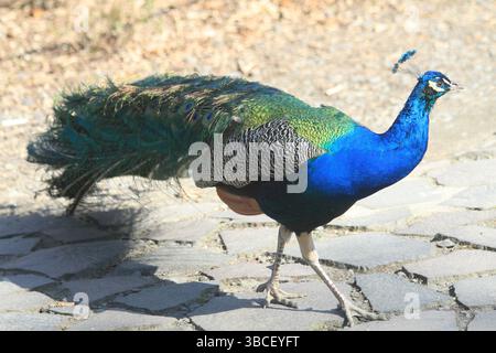 bel grande e giovane pavone al sole Foto Stock