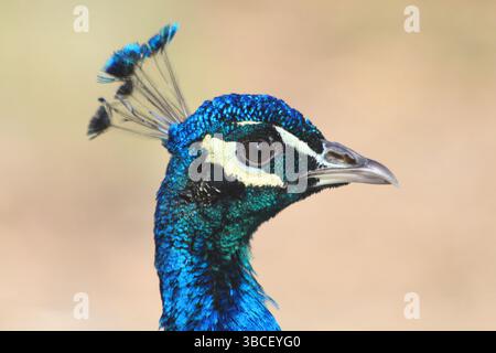 testa di bel pavone al sole Foto Stock