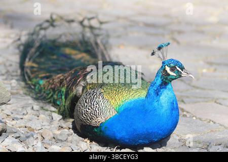 bel grande e giovane pavone al sole Foto Stock