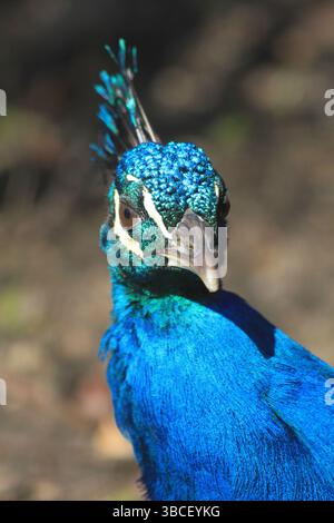 testa di bel pavone al sole Foto Stock