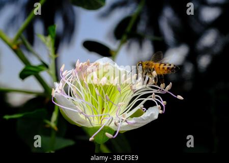 Nettare di raccolta delle api su fiore bianco in fiore Foto Stock