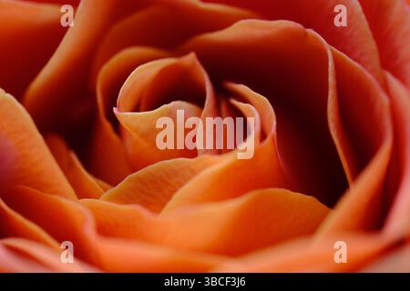 Primo piano morbido di petali di rosa arancione a spirale Foto Stock