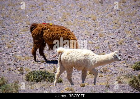 Coppia di lama nel deserto di Atacama in Cile con paesaggi aridi e montagne sullo sfondo Foto Stock