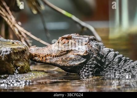 Ritratto di un alligatore. Animale in primo piano. Foto Stock