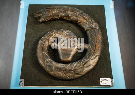 Oslo 20250519. La testa originale del verme della nave di Oseberg sarà esposta per la prima volta in una mostra al Museo storico di Oslo. Foto: OLE Berg-Rusten / NTB Foto Stock