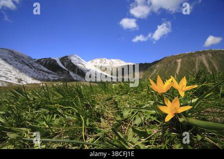 Tulipani selvatici (Tulipa sylvestris), monti Tien Shan, monti Tian Shan, Kazakistan, Asia Foto Stock