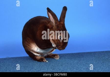 Coniglio, comportamento di conforto, coniglio Castor rex, animali, mammiferi, roditori, animali domestici, animali domestici, conigli, interni, studio, lateralmente, lateralmente, lateralmente, preparandosi, lavandosi da solo Foto Stock