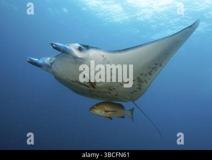 Manta ray, Yap (Manta birostris) (Manta), Devil ray, Giant ray, free, Micronesia, Oceania Foto Stock