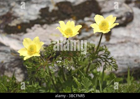 Pasque Flower, Svizzera (Pulsatilla alpina apiifolia) Foto Stock