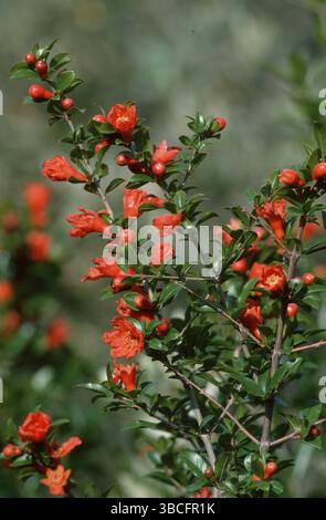 Fiori di melograno (Punica granatum), Granatapfelblueten, Pflanzen, piante, Granatapfelgewaechse, Punicaceae, marciume, rosso, Hochformat, verticale, bluehe Foto Stock