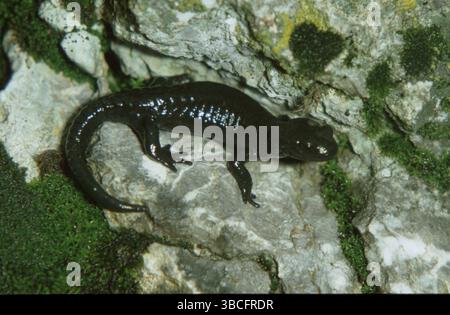 Salamandra nera europea, salamandra alpina (Salamandra atra), salamandra alpina, montagne, altri animali, anfibi Foto Stock