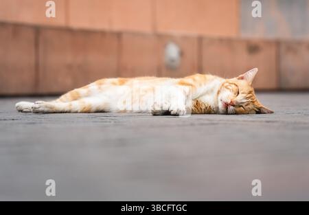 Un gatto di arancia randagio o zenzero addormentato sul marciapiede del Parco 7 giugno (Parque 7 de Junio), Miraflores, Lima Foto Stock