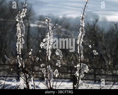 Un primo piano di neve e ghiaccio ghiacciato sui ramoscelli sullo sfondo sfocato di alberi e colline invernali innevate Foto Stock