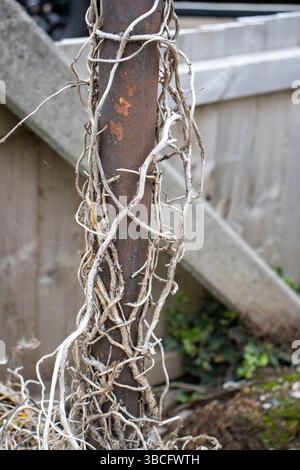 vecchio palo di recinzione in ferro arrugginito con piante morte in salita Foto Stock