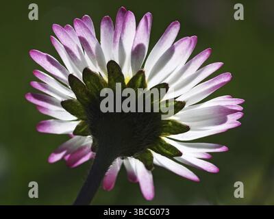Vista dal basso a margherita Foto Stock