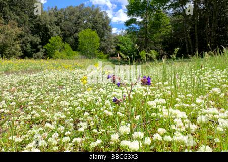 Concentrati sul fiore selvatico viola nel prato sfocato di fiori di trifoglio nel bosco di Prato Fiorito, nel Parco dell'Etna, in Sicilia, in Italia Foto Stock