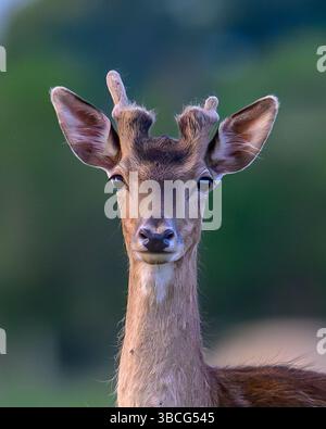 Fallow Deer con palchi di velluto Foto Stock