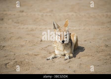 Uno sciacallo nero si trova sulla sabbia della spiaggia mentre annusa l'aria con il suo naso a Pelican Point vicino a Walvis Bay in Namibia Foto Stock