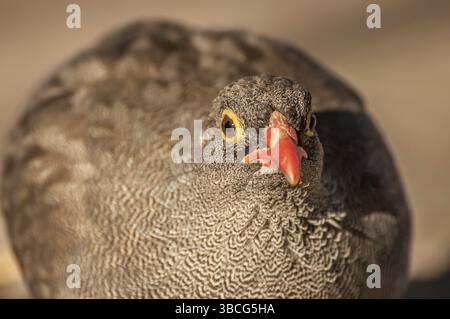 Ritratto ravvicinato di una quaglia comune Foto Stock