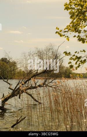 Paesaggio naturale lacustre con canne secche e un albero pendente parzialmente sommerso in acqua, catturato in una tranquilla giornata primaverile o autunnale Foto Stock