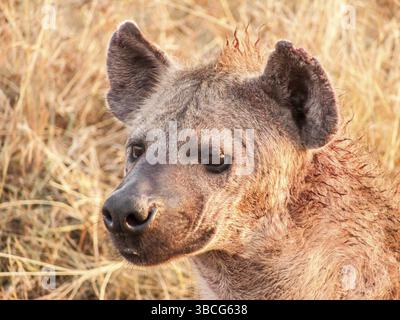 Ritratto di una iena bruna ambientata contro l'erba bruna del Serengeti mentre torna al suo rifugio alla luce del sole dopo una notte di caccia Foto Stock