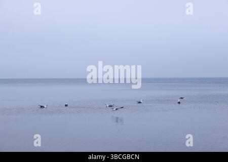 Gabbiani che galleggiano su un calmo Mar Baltico sotto un cielo azzurro. Vista mare minimalista con acqua ferma, orizzonte aperto e atmosfera tranquilla. Foto Stock
