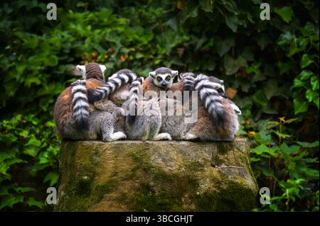 Un gruppo di lemuri ad anello si è accoccolato su un grande ceppo d'albero Foto Stock