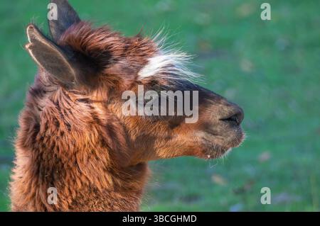 Un lama è visto di profilo su uno sfondo verde lussureggiante. La pelliccia marrone e bianca risplende alla luce del sole, evidenziandone l'espressione delicata e il colore rel Foto Stock